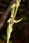 Longhorn bog orchid